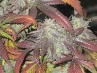 Humboldt Cannifest 2017, Grean Bicycles Pot Plant