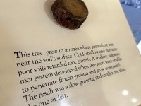 Retarded Tree Growth