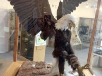 Eagle Catching Ritual Carbon County Museum