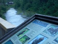 Fish Creek Bear Viewing at Hyder, Alaska