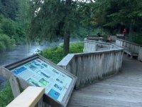 Fish Creek Bear Viewing at Hyder, Alaska