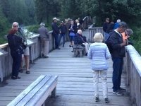 Fish Creek Bear Viewing at Hyder, Alaska