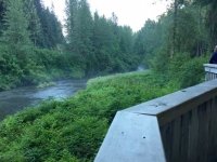 Fish Creek Bear Viewing at Hyder, Alaska