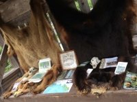 Fish Creek Bear Viewing at Hyder, Alaska