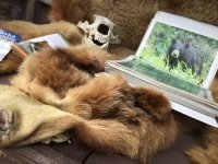 Fish Creek Bear Viewing at Hyder, Alaska