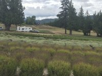 Purple Haze Lavender Farm, Sequim WA