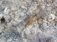 dinosaur fossil