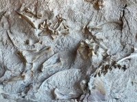 dinosaur national monument