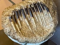 dinosaur teeth fossils