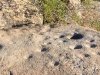 Petroglyphs at Painted Rock Campground Gila Bend, AZ
