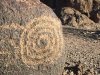 Petroglyphs at Painted Rock Campground Gila Bend, AZ
