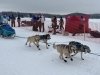 2024 Iditarod