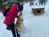 Denali Sled Dogs Visit