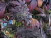 Humboldt Cannifest 2017, Grean Bicycles Pot Plant