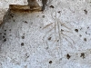 lava beds petroglyphs