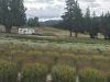 Purple Haze Lavender Farm, Sequim WA