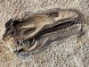 dinosaur national monument