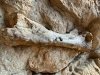 dinosaur national monument
