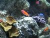 San Francisco Academy of Sciences Steinhart Aquarium Reef Exhibit