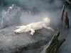 San Francisco Academy of Sciences Albino Alligator