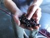 Dunham Cellars Walla Walla Washington Winery