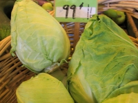 Conehead Cabbage?