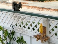 corn cob picnic table wood squirrel feeder craft project