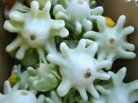 Mystery Squash at Gunnison Farmers Market