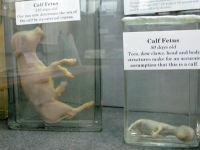 Calf Fetus Growth Veterinary Museum Columbia, CO