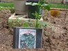 seed packet cd cover plant row tag
