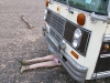 Maxine helps repair 1978 Bluebird Bus