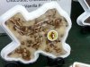Buc-ees New Braunfels Texas