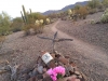 Old Bill and Shep Grave Site Indian Path Tucson Mountain Park Trails