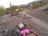 Old Bill and Shep Grave Site Indian Path Tucson Mountain Park Trails