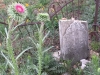 Luckenbach, Texas Town Cemetery Thistle Flower