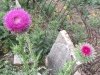 Luckenbach, Texas Town Cemetery Thistle Flower