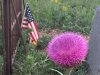 Luckenbach, Texas Town Cemetery Thistle Flower