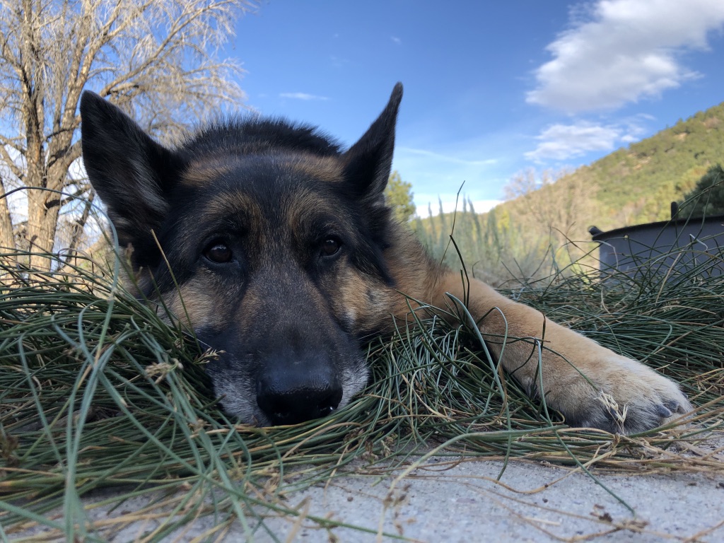 camping with dogs Great Basin National Park