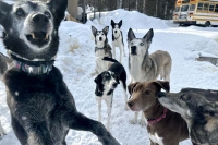 Willow Sled Dogs