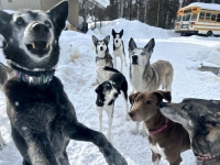 Willow Sled Dogs