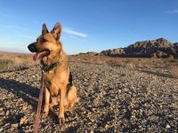 GSD Riley
