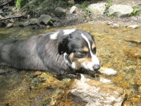 Scout cools off on Colorado hike