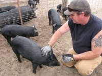 Diggin Dust Heritage Hog Farm