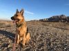 GSD Riley