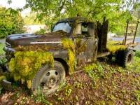 moss truck