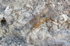dinosaur fossil