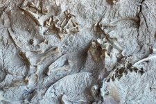 dinosaur national monument
