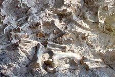 dinosaur national monument