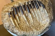 dinosaur teeth fossils