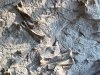 dinosaur national monument